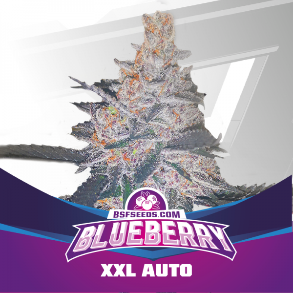 Blueberry XXL Auto (x7) - BSF - 1