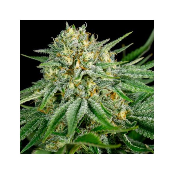 Bubble Kush (x1) - Royal Queen Seeds - 1